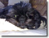 icu, Shih-Tzu