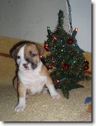 American Staffordshire Terrier
