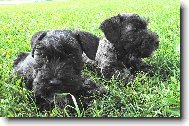Czech Terrier