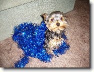 Jorkšírský terier, Yorkshire Terrier,
