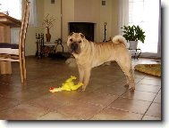 Shar-Pei