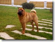 Shar-Pei