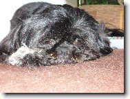 icu, Shih-Tzu