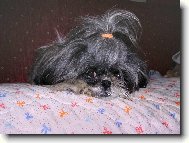 icu, Shih-Tzu