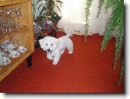 Bichon á poil frisé, Bichon Frise