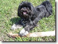 icu, Shih-Tzu