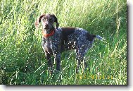 Deutscher Kurzhaariger Vorstehhund