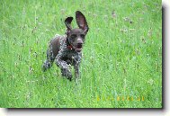 Deutscher Kurzhaariger Vorstehhund