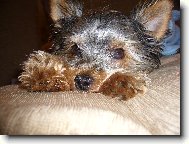 Jorkšírský terier, Yorkshire Terrier,