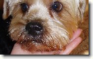 Jorkšírský terier, Yorkshire Terrier,