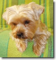 Jorkšírský terier, Yorkshire Terrier,