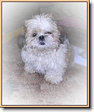 icu, Shih-Tzu