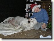 Dogo Argentino