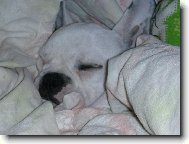 Bouledogue francais, French Bulldog