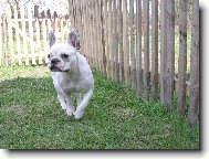 Bouledogue francais, French Bulldog