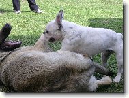 Bouledogue francais, French Bulldog