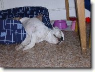 Bouledogue francais, French Bulldog