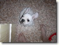 Bouledogue francais, French Bulldog