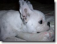 Bouledogue francais, French Bulldog