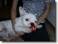 Bouledogue francais, French Bulldog