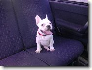 Bouledogue francais, French Bulldog