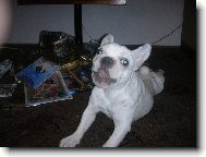 Bouledogue francais, French Bulldog