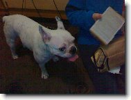 Bouledogue francais, French Bulldog