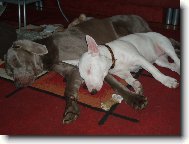 Weimaraner, Weimaraner Vorsterhund