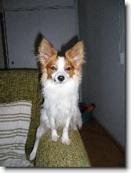Papillon