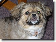 Tibetan Spaniel