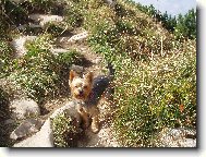 Jorkšírský terier, Yorkshire Terrier,