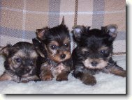 Jorkšírský terier, Yorkshire Terrier,