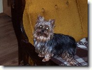 Jorkšírský terier, Yorkshire Terrier,