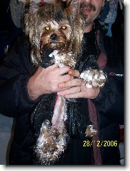 Jorkšírský terier, Yorkshire Terrier,