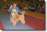 Poodle, Caniche