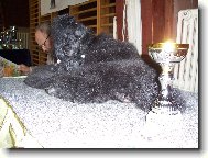 Poodle, Caniche