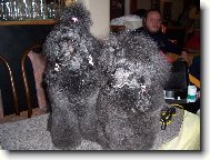 Poodle, Caniche