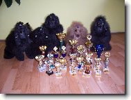 Poodle, Caniche
