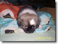 Tibetan Spaniel