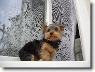 Jorkšírský terier, Yorkshire Terrier,