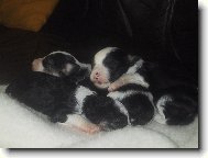 Chinese Crested Dog
