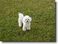 Bichon á poil frisé, Bichon Frise