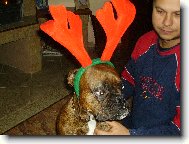 Deutscher Boxer