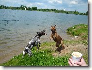 Deutscher Kurzhaariger Vorstehhund