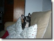 Bouledogue francais, French Bulldog