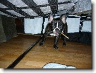 Bouledogue francais, French Bulldog