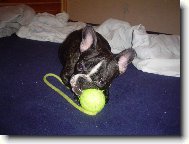 Bouledogue francais, French Bulldog