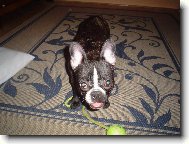 Bouledogue francais, French Bulldog