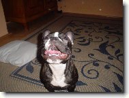Bouledogue francais, French Bulldog