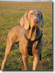 Weimaraner, Weimaraner Vorsterhund